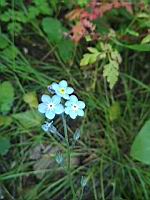 Myosotis des bois (prise a Lens)(3)